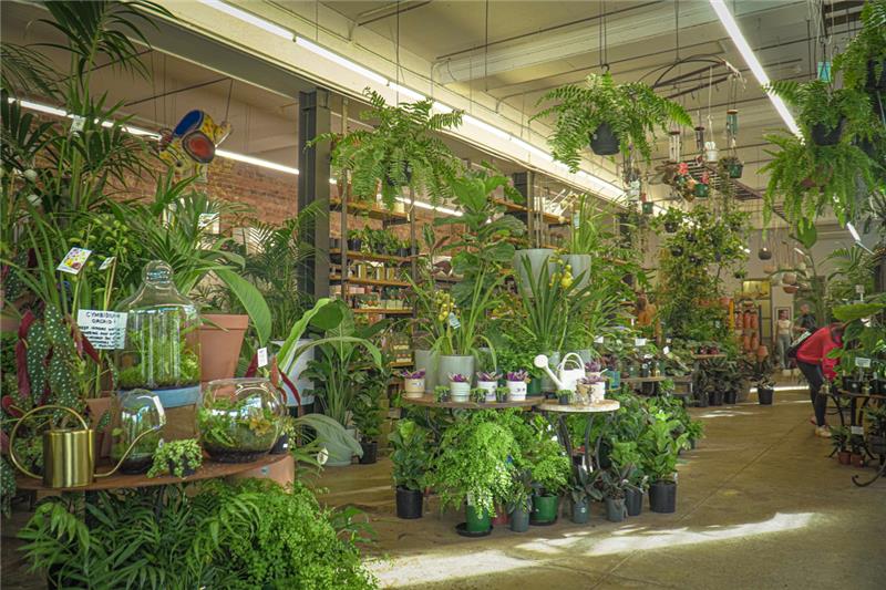 Blooming Houseplants That Add Colour and Purify Indoor Air Naturally