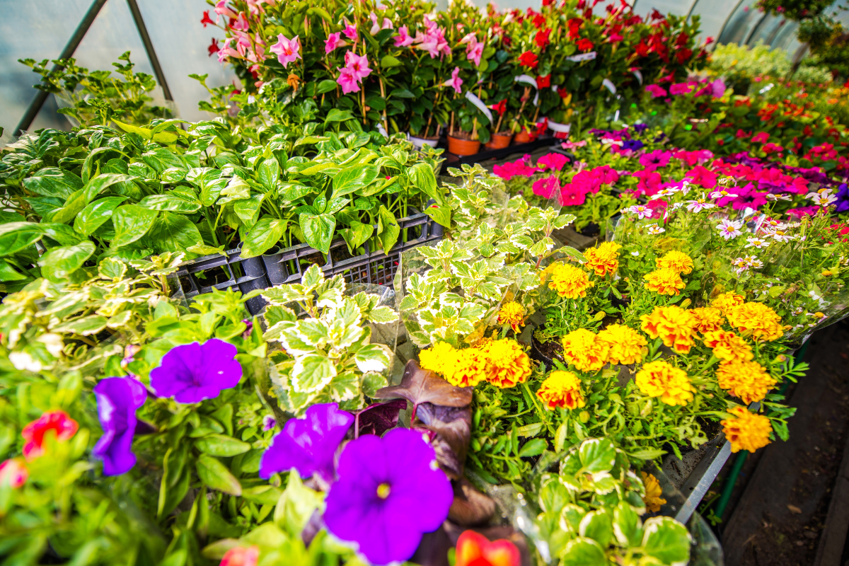 Surprise Gardeners with Ready-to-Grow Seasonal Flower Sets and Seeds