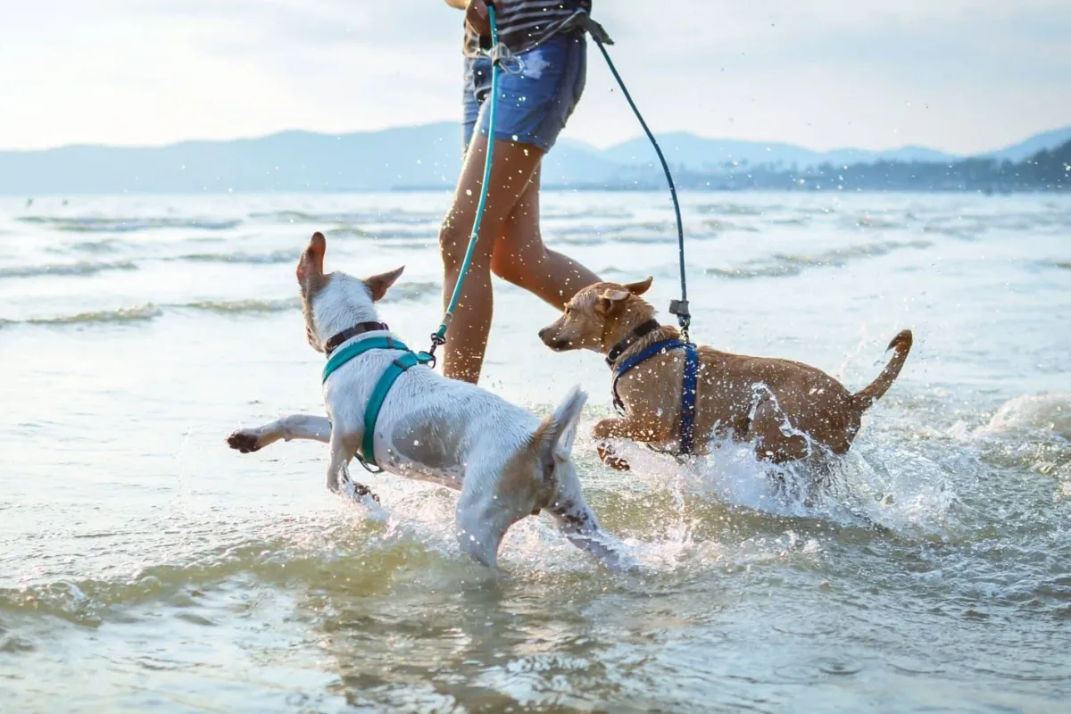 Der ultimative Leitfaden für hundefreundliche Strände und Küstenurlaube