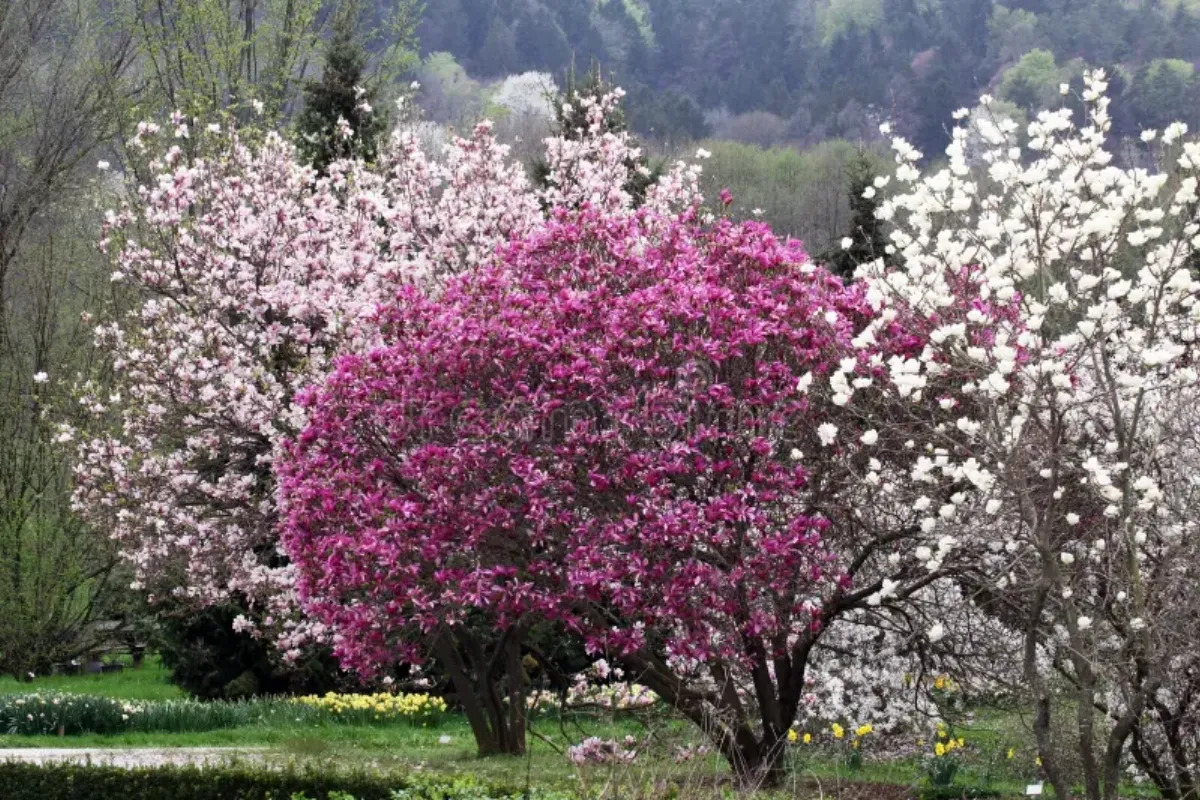 Die schönsten Magnolien Pflanzen-Sorten, die sich für Hausgärten lohnen