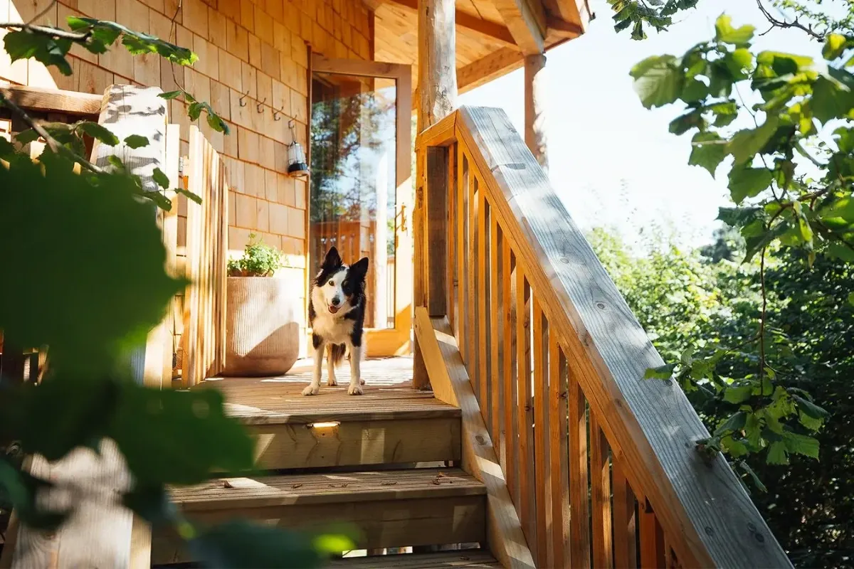 Top Dog-Friendly Holiday Cottages in Devon for a Relaxing Escape