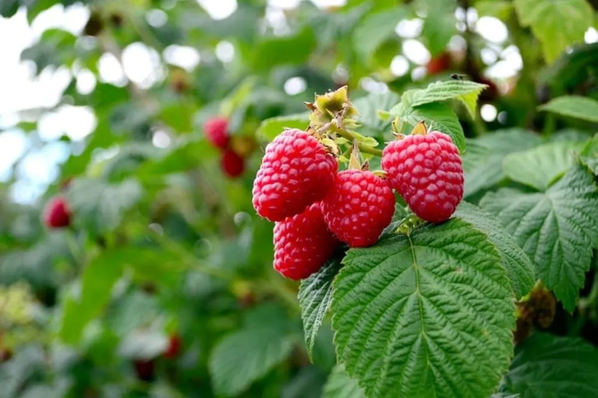 Obstsorten, die sich in Gärten und Außenbereichen lohnen