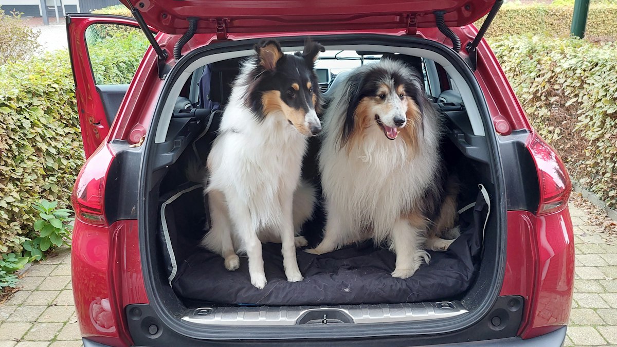 Dog Car Guards, Harnesses and Boot Covers for Road Trips With Your Pet