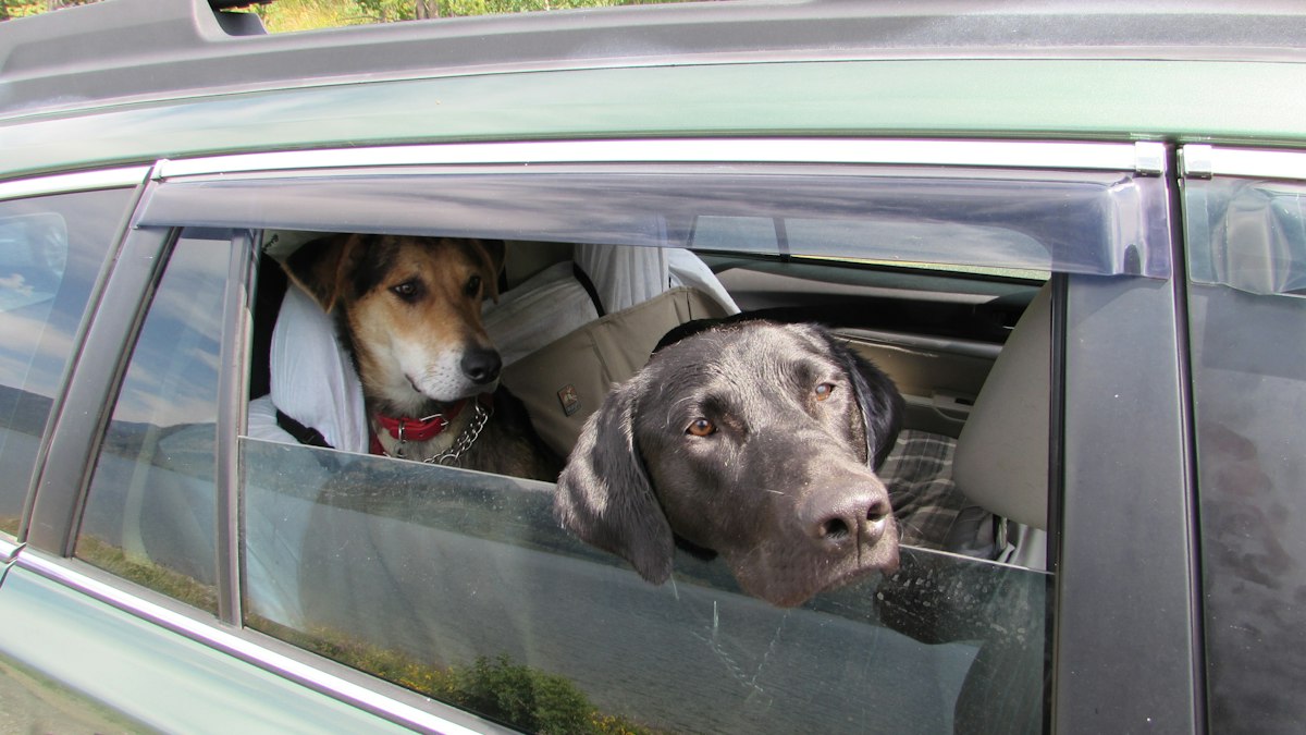 Two dogs looking out of a car window on a road trip